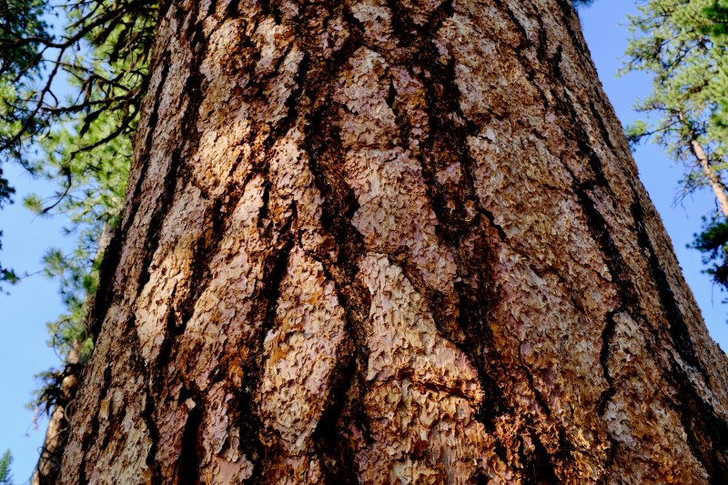 trunk of large ponderosa pine tree