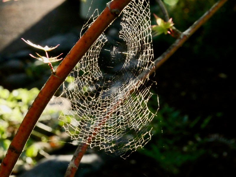 spiderweb