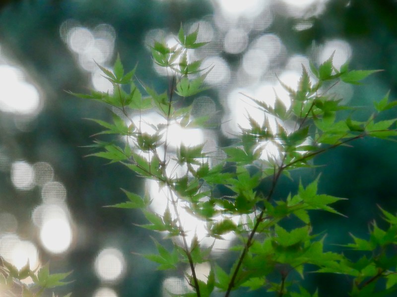 abstract of maple leaves through window screen