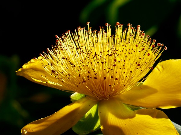 yellow st. johnswort flower