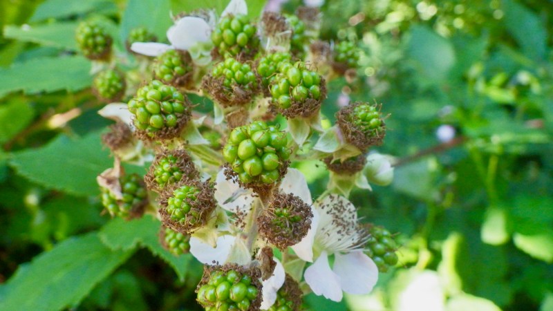 green blackberries ripening