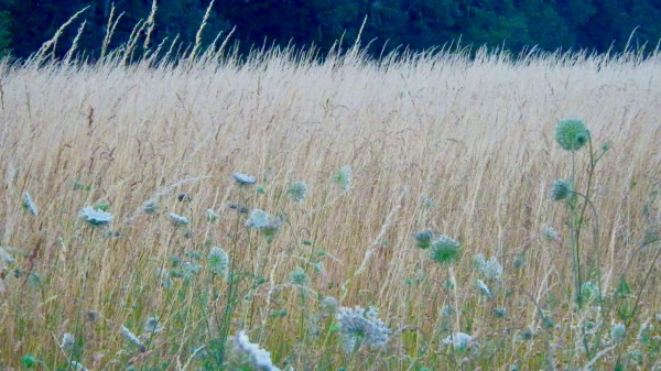 Queen Anne's lace flowers blowing in a windy meadow