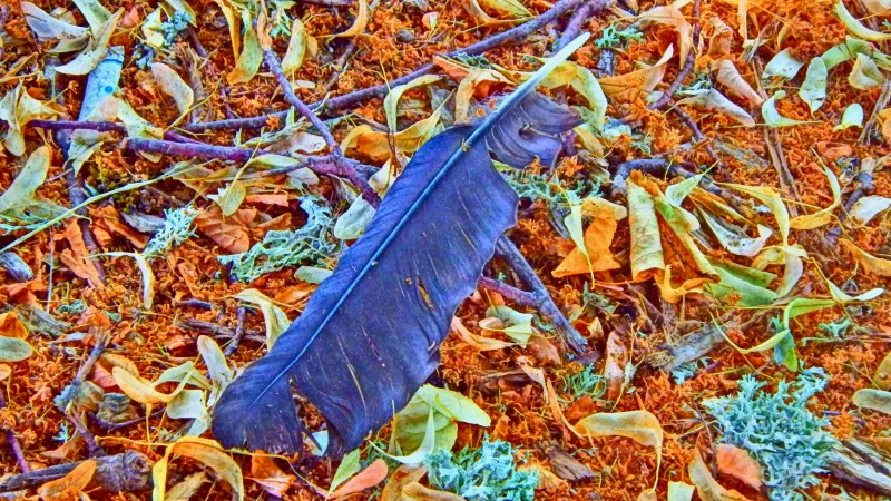 crow feather an ddried leaves on ground