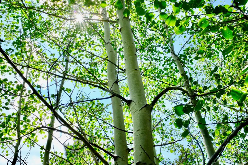 aspen trees and sunshine