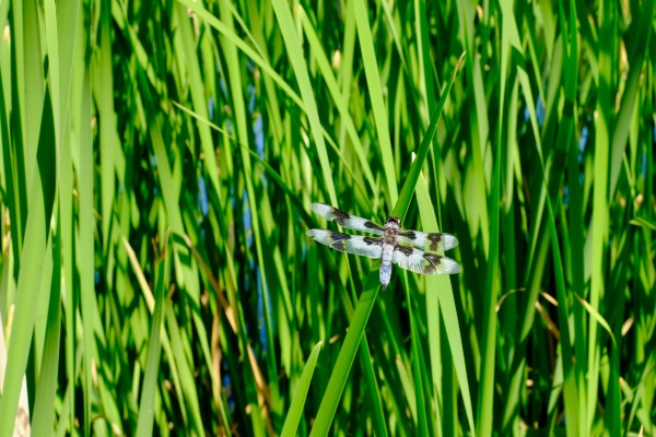 dragonfly in cattail marsh