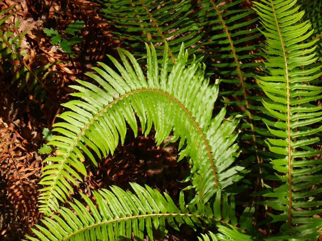 green sword ferns