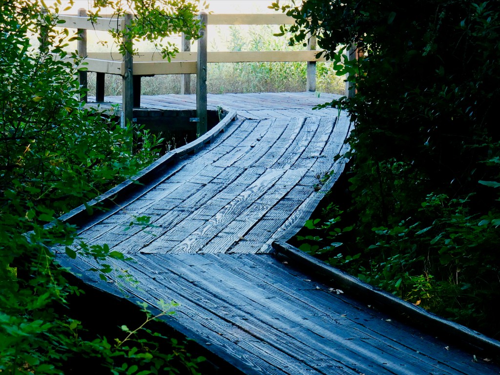 boardwalk in summer wetlands