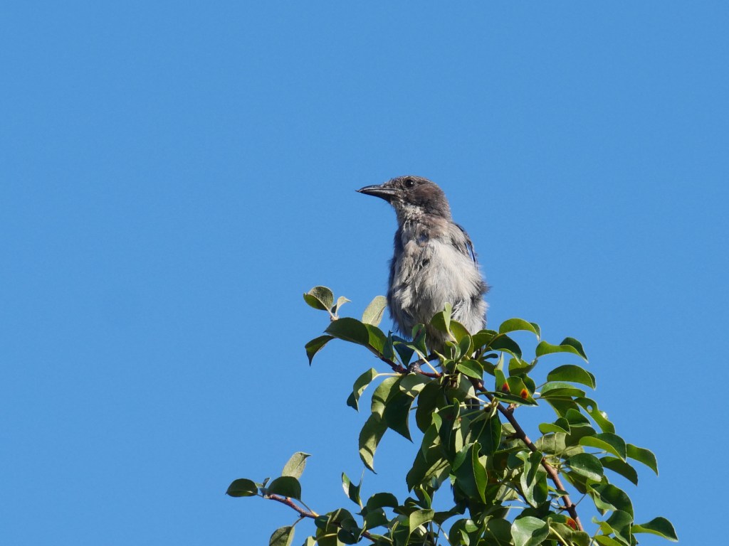 fledgling scrub jay on treetop
