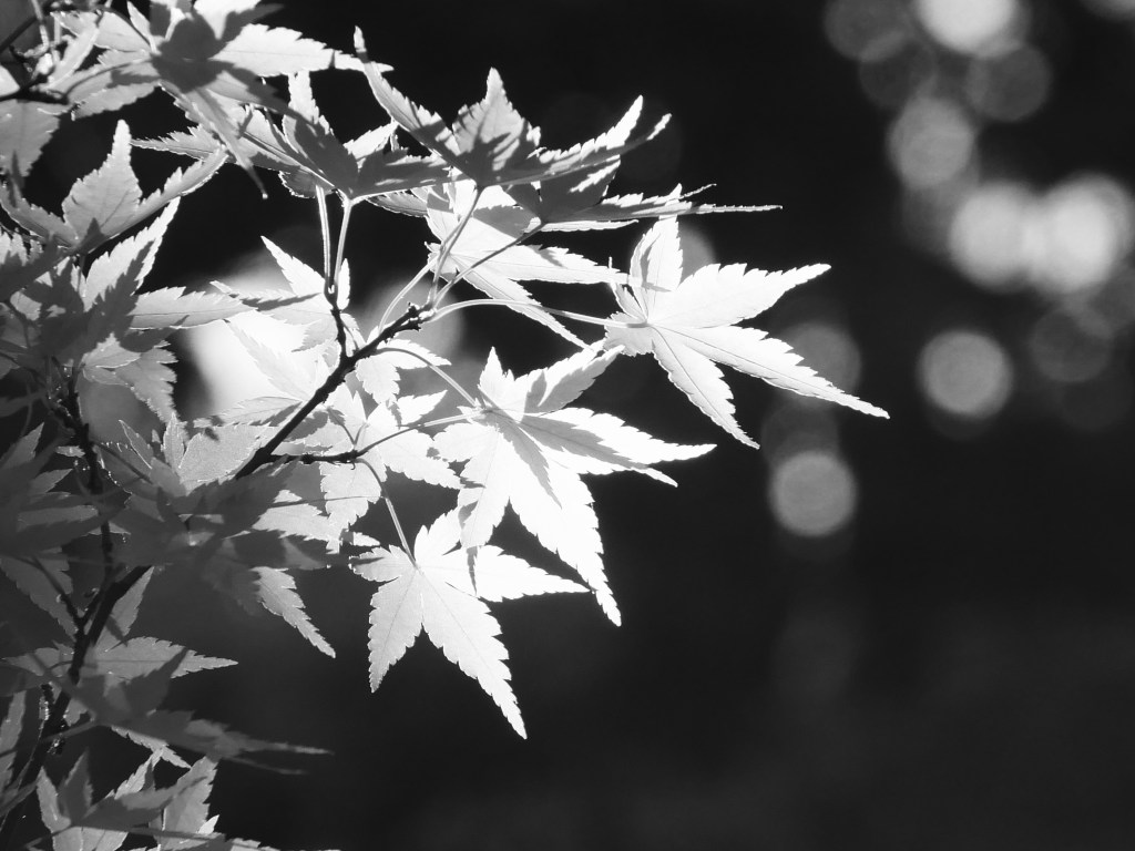 Japanese maple leaves in monochrome