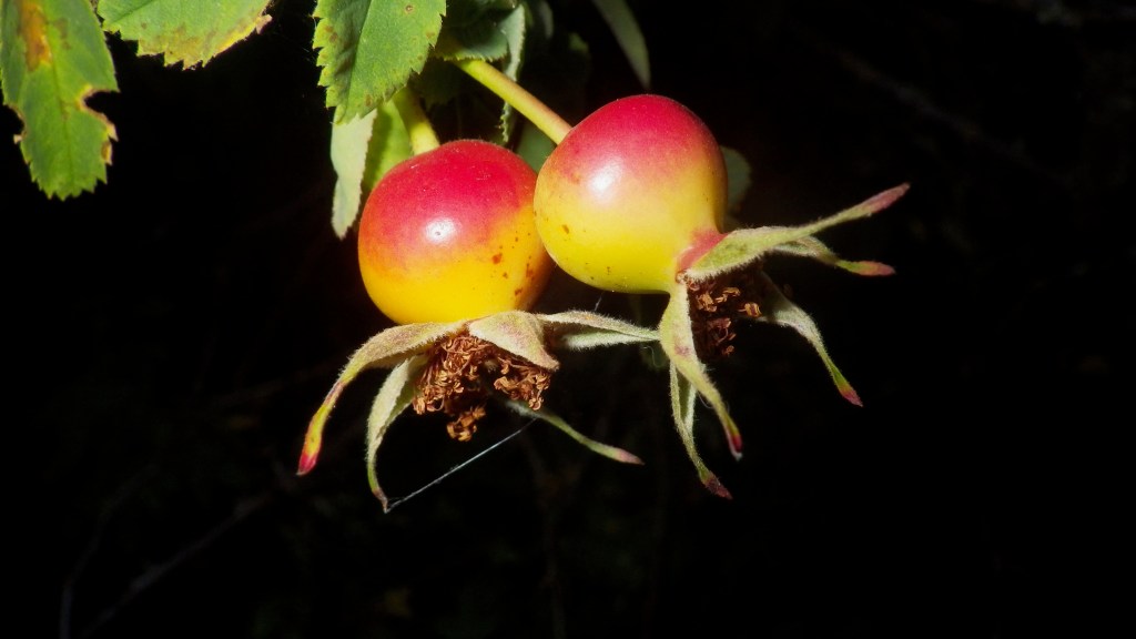 red and yellow rose hips