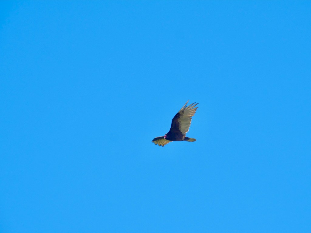turkey vulture soaring in blue sky