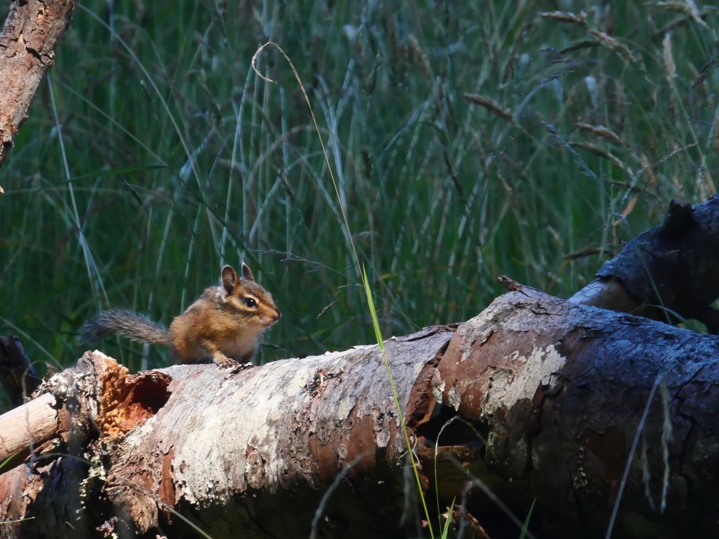 chipmunk on fallen tree next to meadow