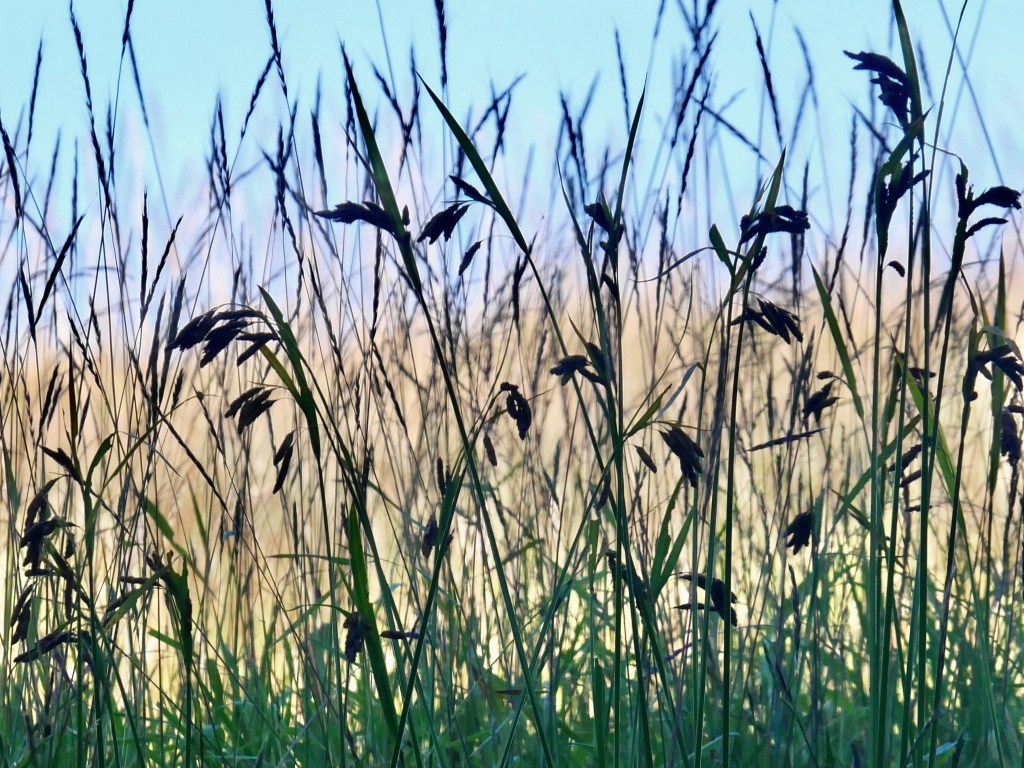 meadow grasses and blue sky