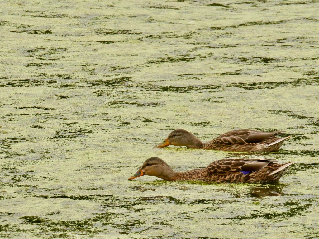 ducks skimming duckweed from wetlands
