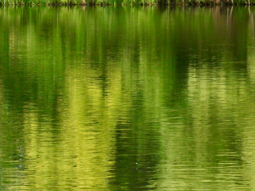 trees and green vegetation reflected in river