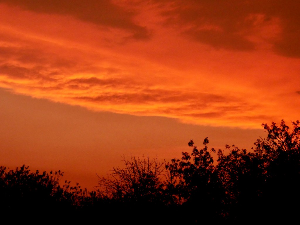 orange sky & silhouetted trees at dusk