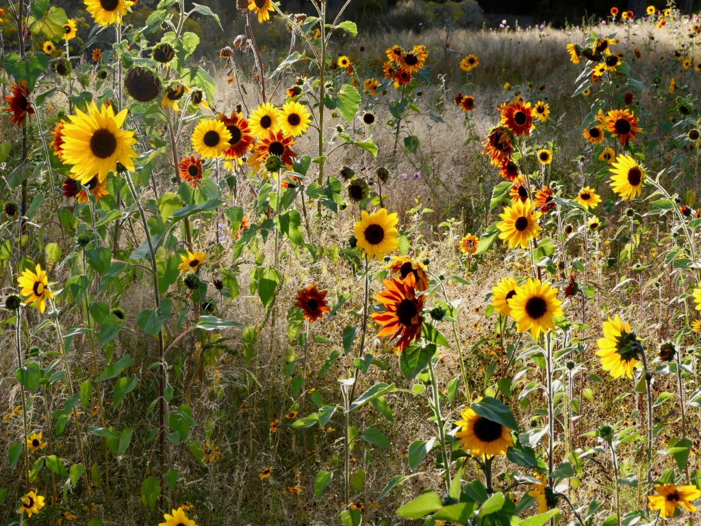 yellow and orange sunflowers in meadow