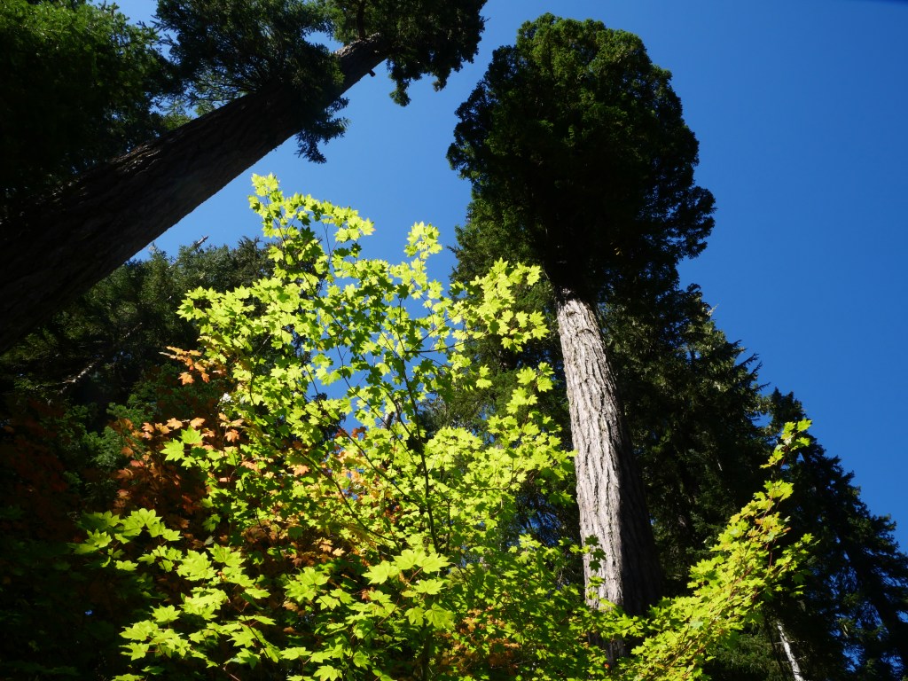looking up at tall conifers and vine maple and blue sky