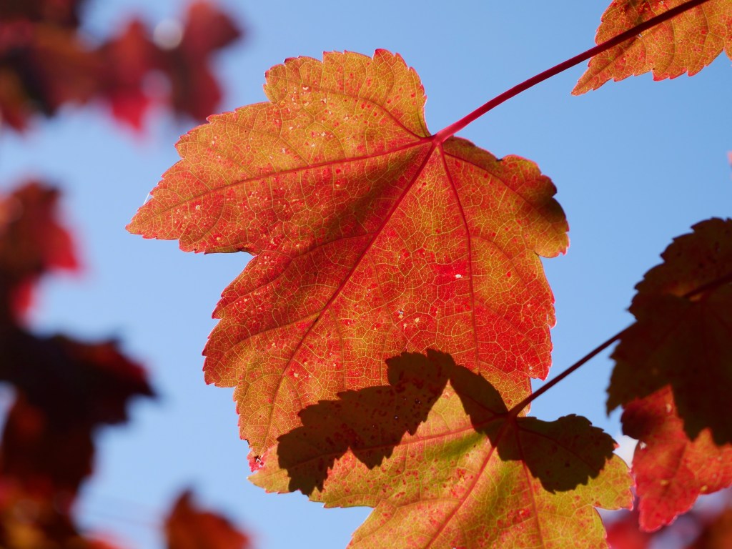 red maple leaf