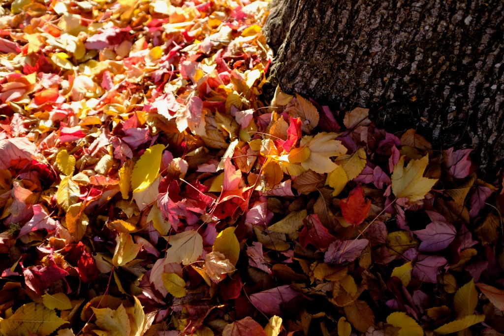 colorful maple leaves piling up next to tree trunk