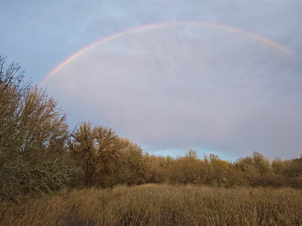 rainbow in sky over tawny autumn wetlands