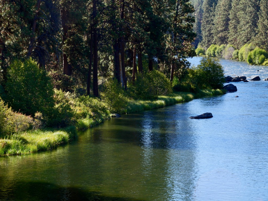 Rvier flowing around bend in coniferous forest