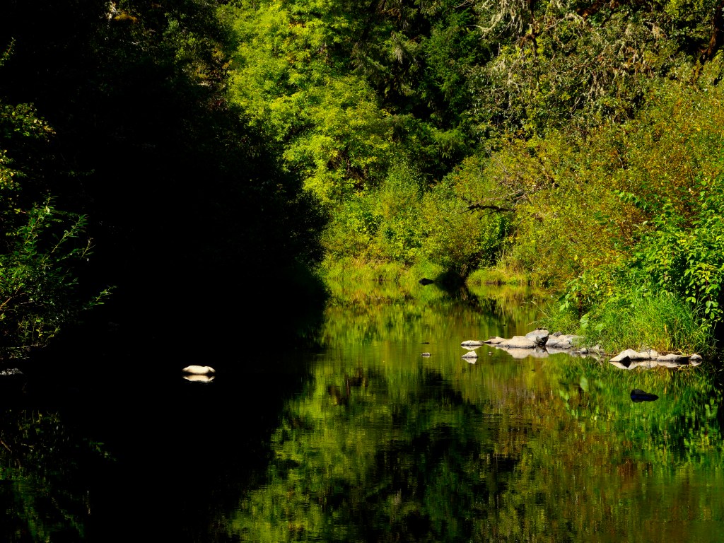 peaceful river and reflections in lush green forest