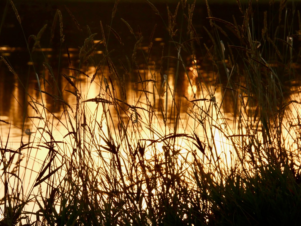 marsh grasses silhouetted after sunset