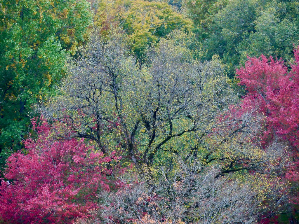 colorful fall foliage in forested landscape