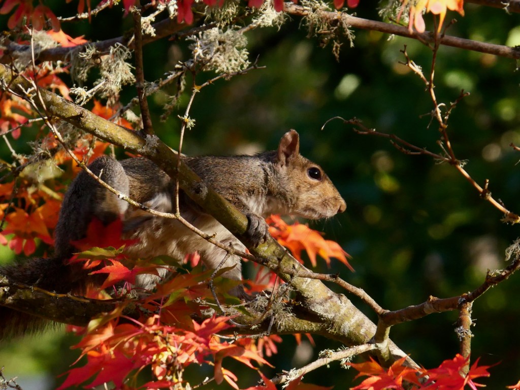 squirrel in Japanese maple tree with orange foliage
