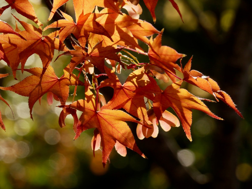 orange Japanese maple leaves glowing