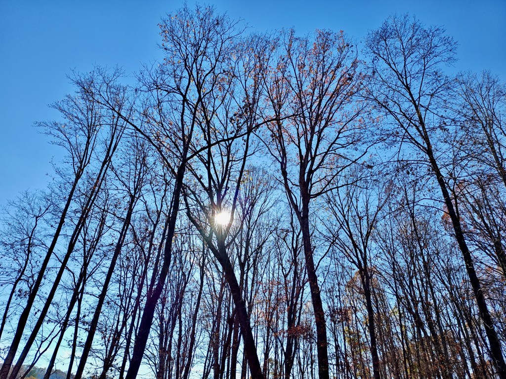 trees with colorful leaves and blue sky