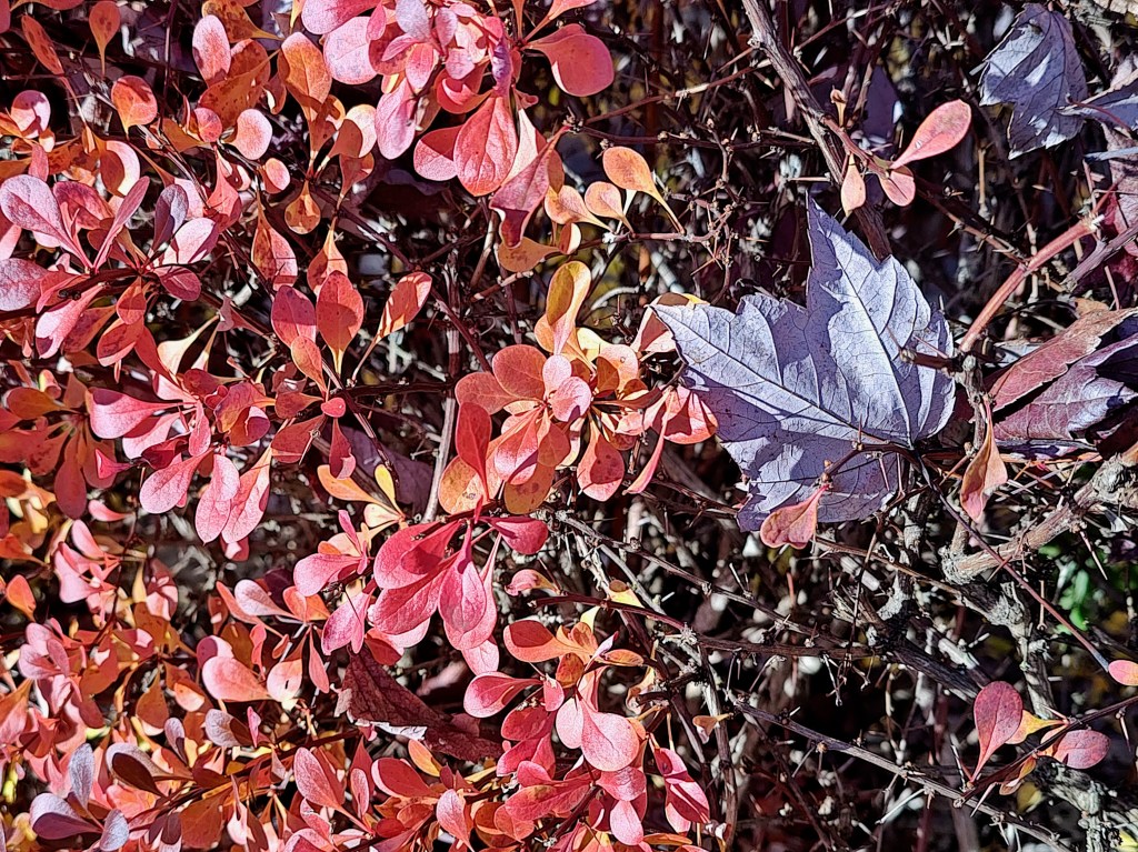 red leaves on shrub and grey maple leaf