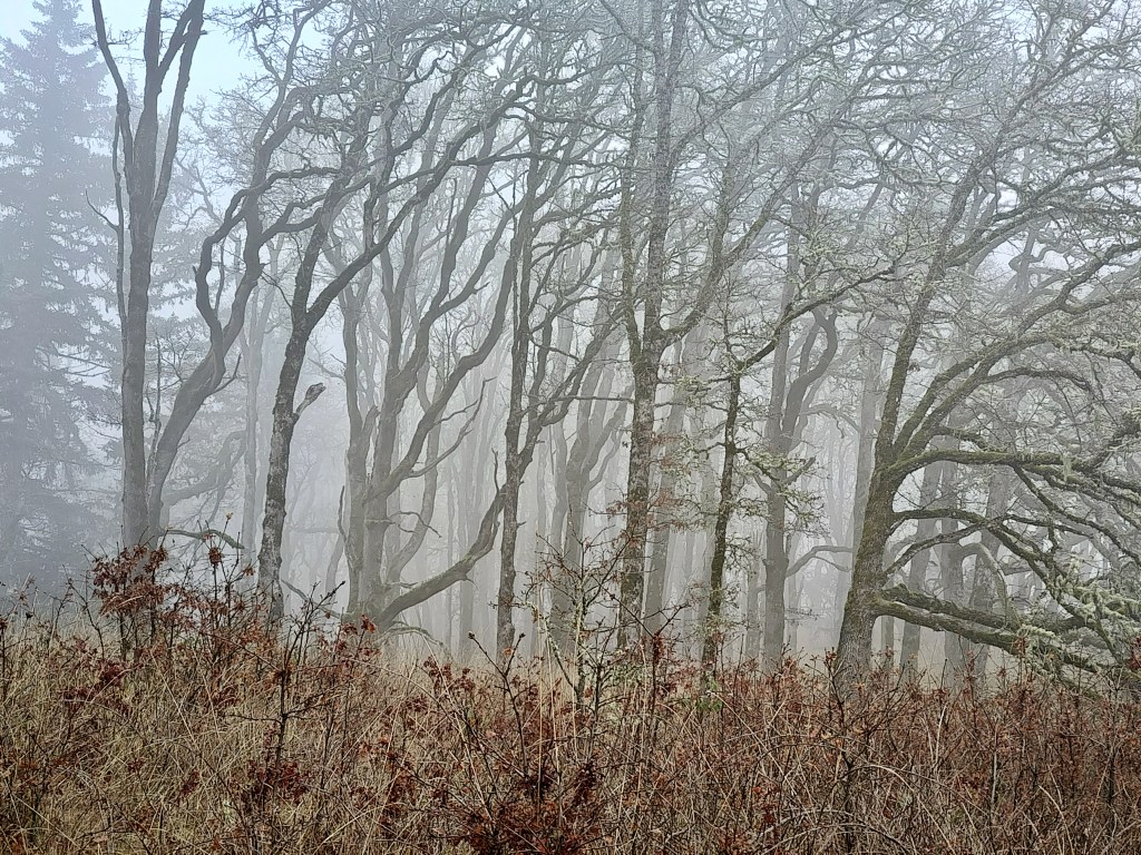 bare trees and grasses in fog