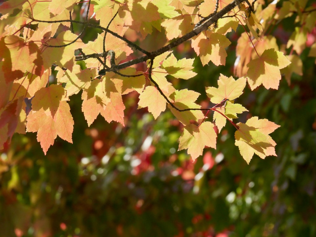 yellow and orange maple leaves