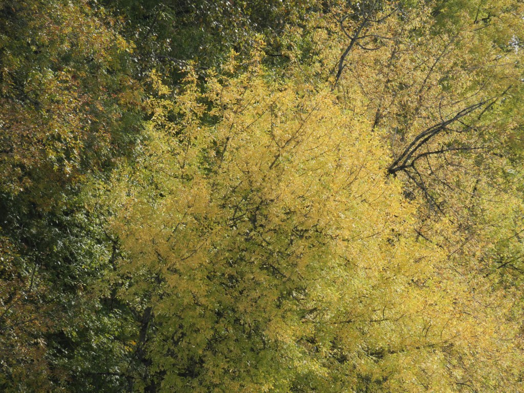trees covered in yellow and green autumn foliage