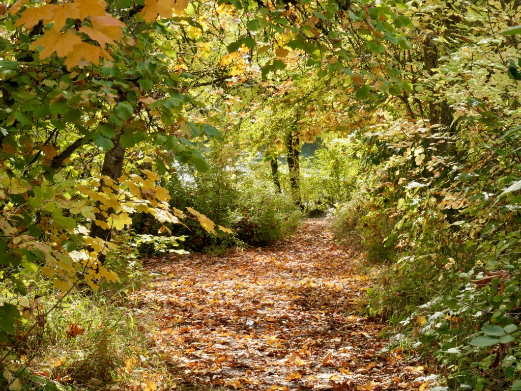 leaf-covered path through forest