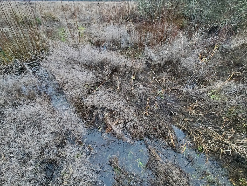 marsh in late autumn