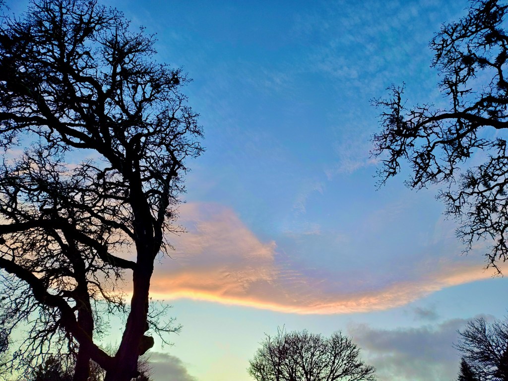 bare oaks and orange clouds at sunset