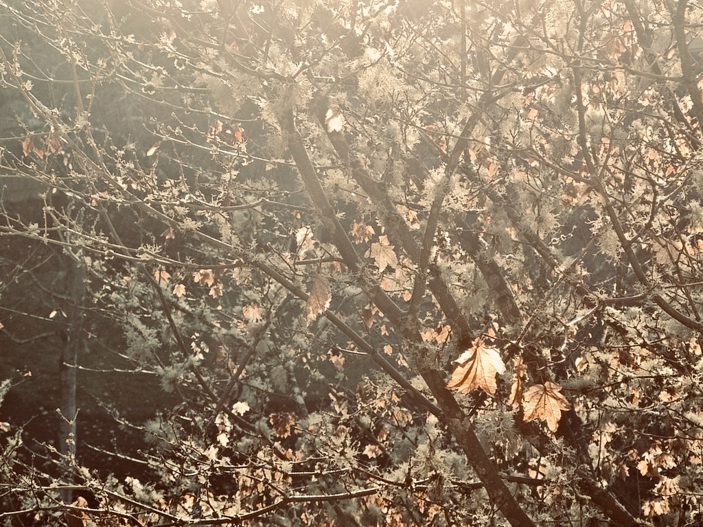 vine maple with last leaves and lichen in December