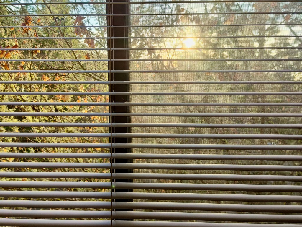 sun & dried maple leaves seen through blinds and window screen