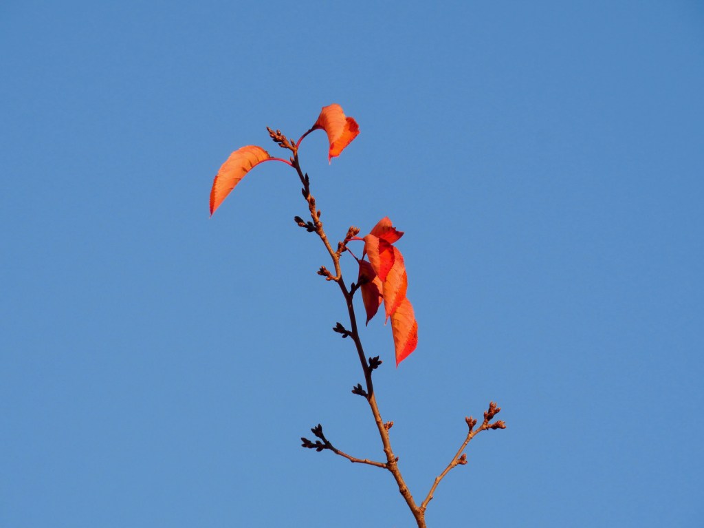 orange cherry leaves and blue sky