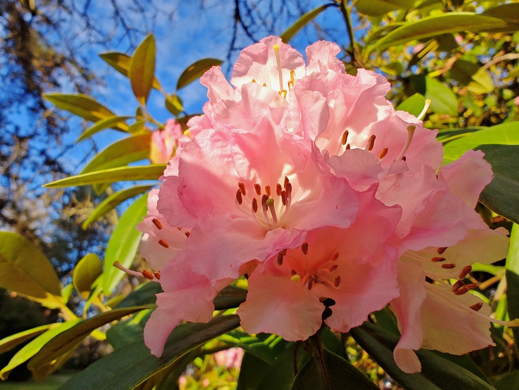 pink rhododendron blossom