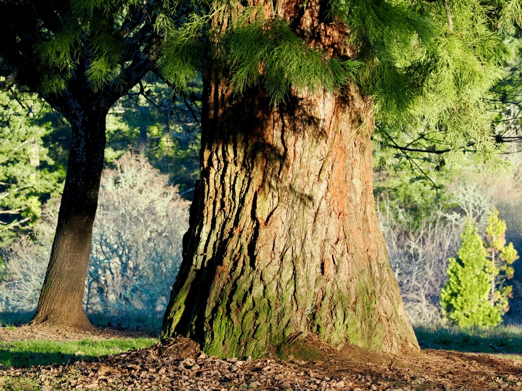 sequoia trunk