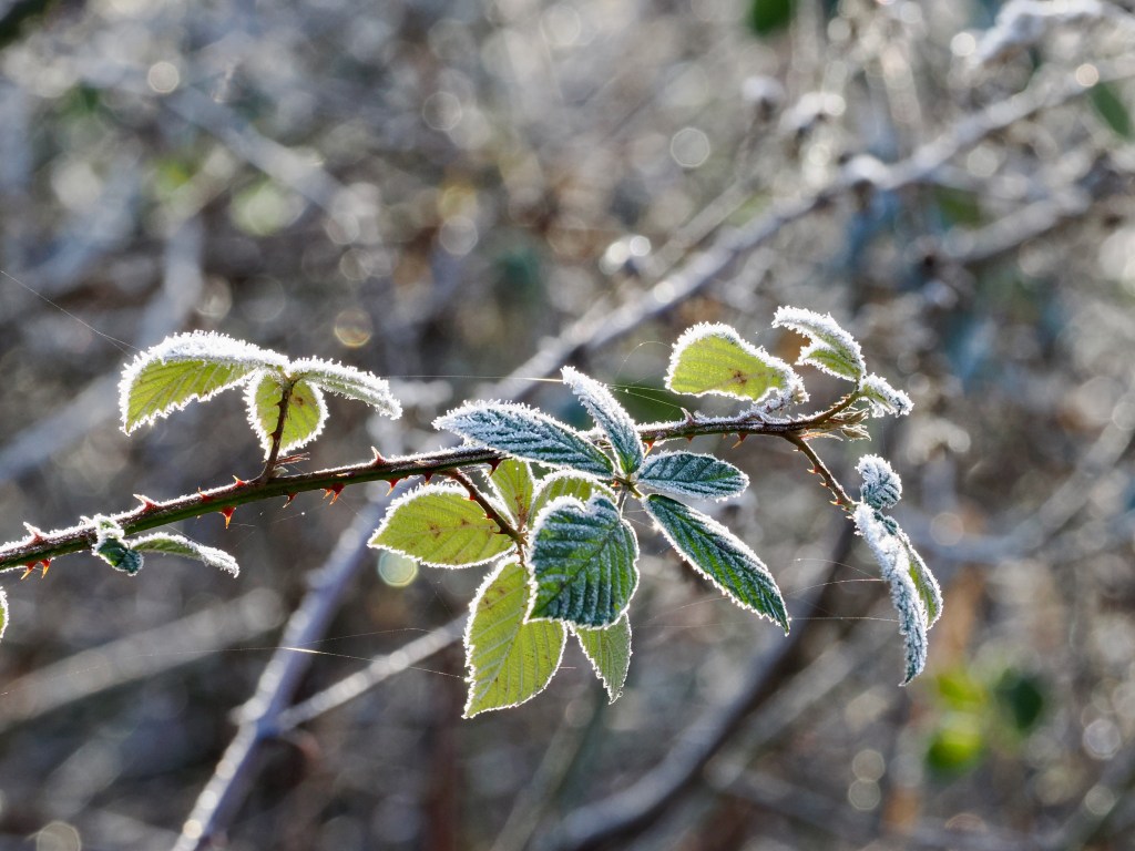 frost-covered blackberry vines