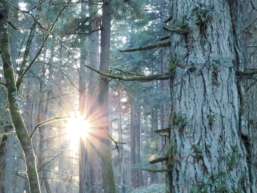 winter sunburst in Oregon coniferous forest
