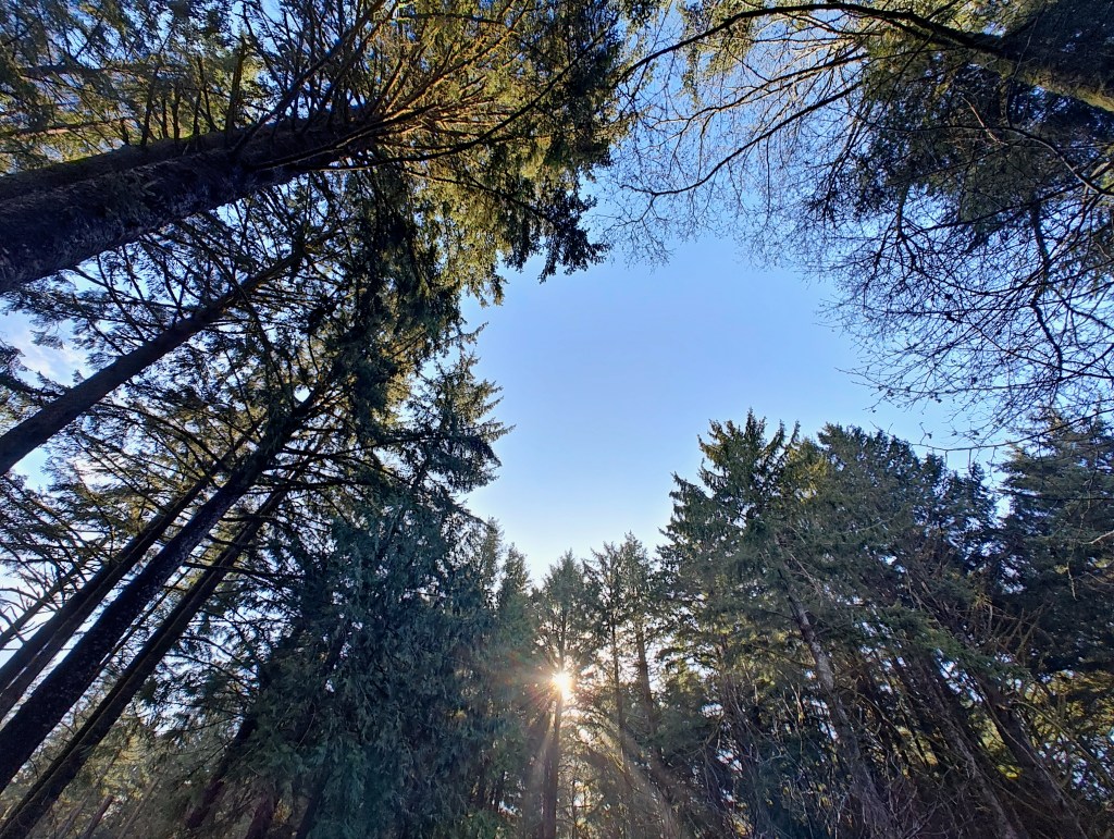starburst sun, tall conifers and sky