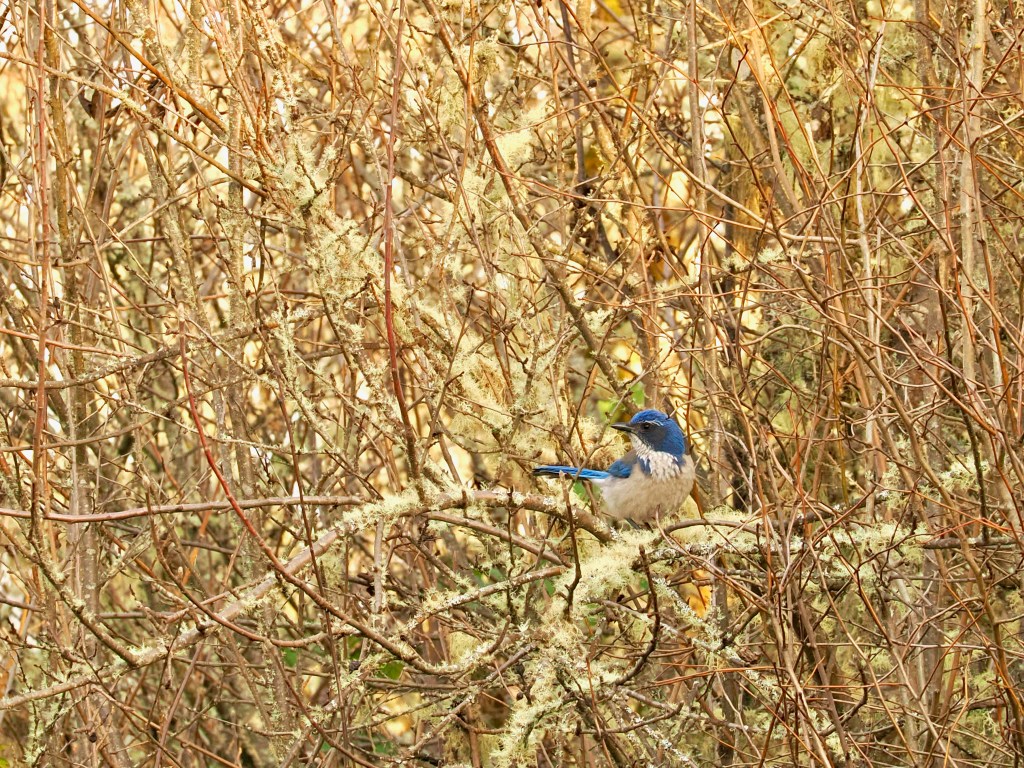 California scrub-jay in brush