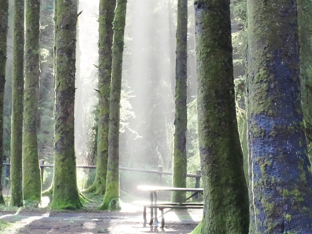 sunbeams, trees and shiny picnic table