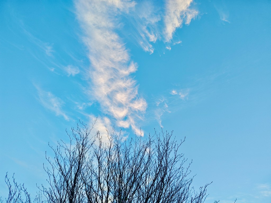 blue sky, bare tree branches and feathery white clouds
